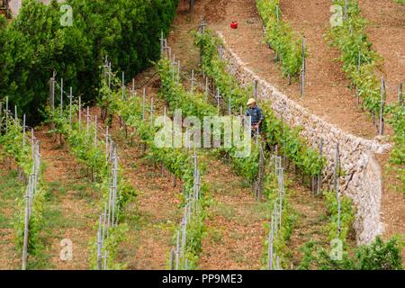 Viñas de variedad Malvasia, Banyalbufar. Parque Natural de la Sierra de Tramuntana. Mallorca. Islas Baleares. Spanien. Stockfoto