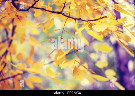 Walnut Tree Branches mit gelben Blätter im Herbst Wald Stockfoto