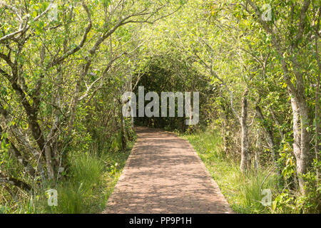 Vegetation Tunnel, Iguazu National Park, Argentinien Stockfoto