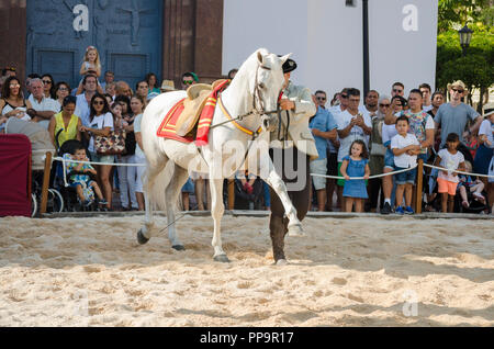 Pferd Dressur. Weißes Andalusisches Pferd, jährliche Veranstaltung, Tag der Pferde, Feier, Event, Fuengirola, Málaga, Andalusien, Spanien. Stockfoto