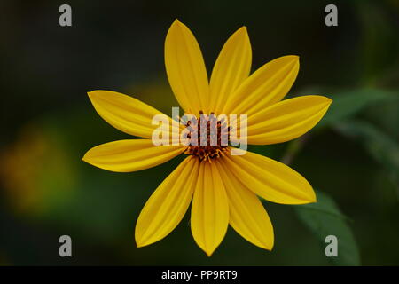 Gelbe Blume auf dunklem Hintergrund Stockfoto