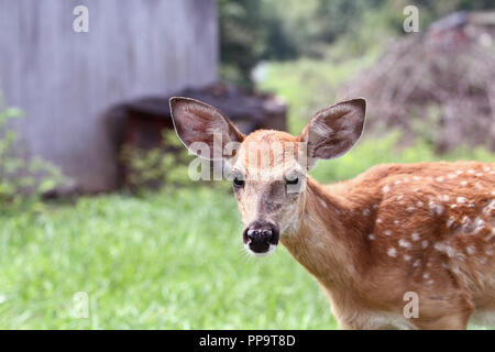 Eine gefleckte Weißwedelhirsche fawn ohne seine Mutter steht in einer grünen Wiese allein in der Nähe einer alten Scheune. Stockfoto