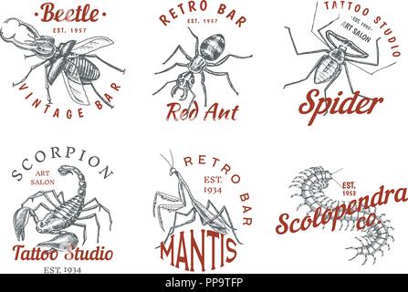 Satz von Insekten Logos. Vintage Haustiere Labels für Bar oder Tattoo Studio. Käfer Käfer Skorpion Spinne Ant Mantis Biene Scolopendra. Embleme Abzeichen, T-Shirts, Typografie. Graviert Vector Illustration. Stock Vektor