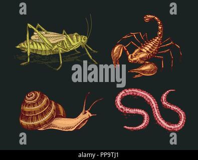 Vintage Insekten. Haustiere im Haus. Scorpion Schnecke, Wurm Heuschrecken. Graviert Hand gezeichnet Alte monochrom Skizze für Web site. Vector Illustration Stock Vektor