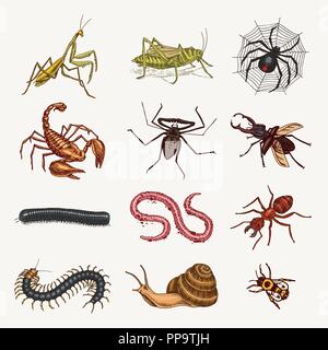 Große Insekten. Vintage Haustiere im Haus. Käfer Käfer Scorpion Schnecke, Peitsche, Spider, Wurm Tausendfüßler Ant Heuschrecken, Mantis Biene. Amblypygi, Lucanus cervus, Scolopendra Julida. Graviert Vector Illustration Stock Vektor