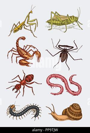 Große Insekten. Vintage Haustiere im Haus. Käfer Käfer Scorpion Schnecke, Peitsche, Spider, Wurm Tausendfüßler Ant Heuschrecken, Mantis Biene. Amblypygi, Lucanus cervus, Scolopendra Julida. Graviert Vector Illustration Stock Vektor