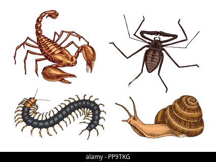 Große Insekten. Vintage Haustiere im Haus. Käfer Käfer Scorpion Schnecke, Peitsche, Spider, Scolopendra. Graviert Vector Illustration Stock Vektor