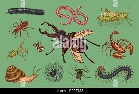 Große Insekten. Vintage Haustiere im Haus. Käfer Käfer Scorpion Schnecke, Peitsche, Spider, Wurm Tausendfüßler Ant Heuschrecken, Mantis Biene. Amblypygi, Lucanus cervus, Scolopendra Julida. Graviert Vector Illustration Stock Vektor