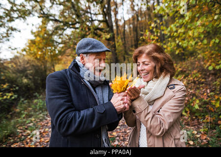 Senior Paar auf einem Spaziergang in einem Wald in einem Herbst Natur, Blätter halten. Stockfoto