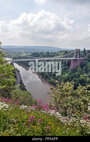 Bristol, England, Juni 1, 2014: Blick vom Hang mit Wildblumen in Richtung der Clifton Suspension Bridge über den Fluss Avon Stockfoto