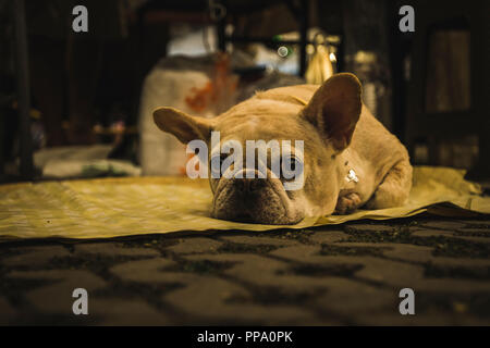 Französische Bulldogge traurig und langweilig auf dem Boden in Chiang Mai, Thailand Stockfoto