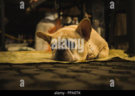 Französische Bulldogge traurig und langweilig auf dem Boden in Chiang Mai, Thailand Stockfoto