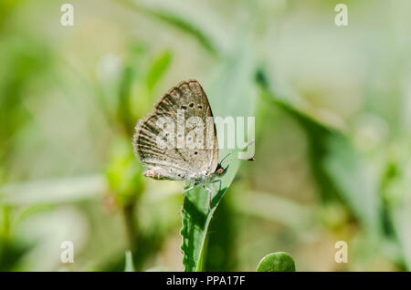 Zizeeria Knysna, dunklen Gras blau, afrikanische Gras blauer Schmetterling, Andalusien, Spanien Stockfoto