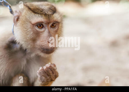 Lange tailed macaque Affen essen im Freien Hintergrund Stockfoto