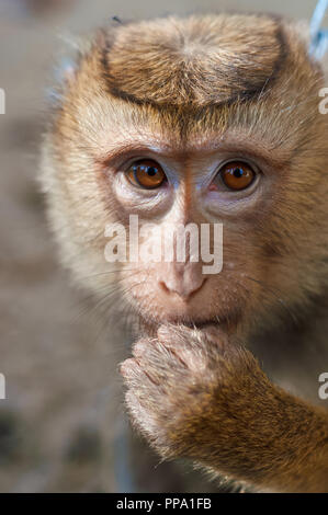 Lange tailed macaque Affen essen im Freien Hintergrund Stockfoto