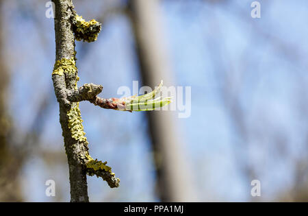 Neue obere Blätter sprießen von braune Rinde von alten Stamm Stockfoto