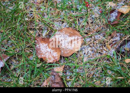 Blätter auf dem Boden mit einem leichten Abstauben des Schnees Stockfoto