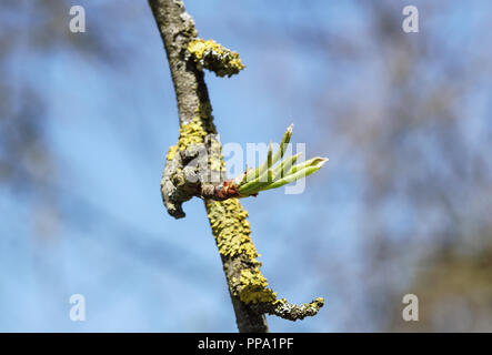 Neue obere Blätter sprießen von braune Rinde von alten Stamm Stockfoto