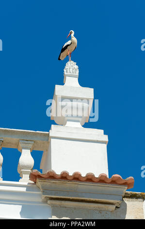 Stork thront auf einem Turm in der Altstadt von Faro, Algarve, Portugal Stockfoto