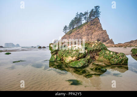 Felsen mit Algen bedeckt, Quileute Nadeln, in zweiter Strand, Teil von La Push Strand, Pazifikküste, Olympic National Park, Washington State, USA Stockfoto