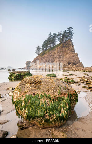 Algen und Seepocken auf Felsen am Strand, Quileute Nadeln, Zweiten Strand, Teil von La Push Strand, Pazifikküste, Olympic National Park, Washington, USA Stockfoto