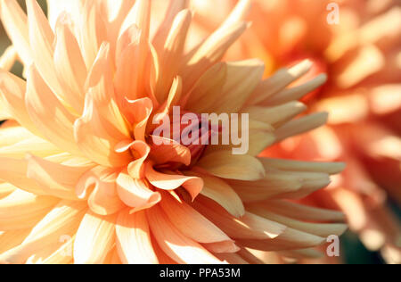 Dahlie, asteraceae Vielzahl von Chrysantheme, sanfte Farbe gelb-orange Blüten, die Anlage wird von der Sonne beleuchtet, cremefarbenen Blüten, orange leuchtenden Kern Stockfoto