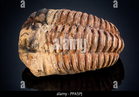 Nahaufnahme eines Trilobiten fossile auf schwarzem Hintergrund Stockfoto