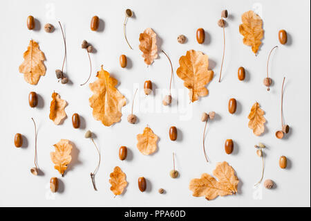 Muster der Herbst eiche Blätter und Eicheln auf dem hellgrauen Hintergrund, flach Stockfoto