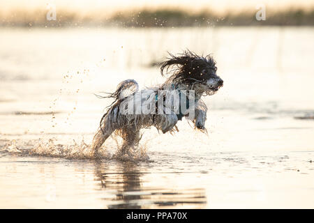 Einen kleinen Schwarzen und Weißen pelzigen Hund laufen um in flachen Gewässern während einer Sommernachmittag. Tartu, Estland. Stockfoto