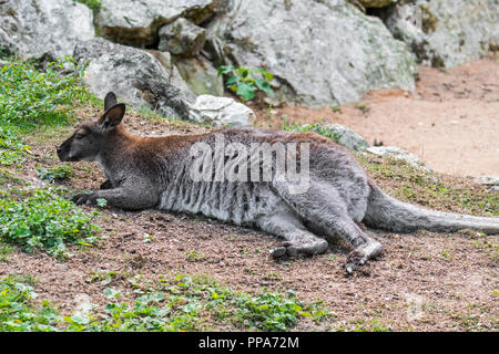 Red-necked Wallaby/Bennetts Wallaby (Macropus rufogriseus) in Australien und Tasmanien Stockfoto
