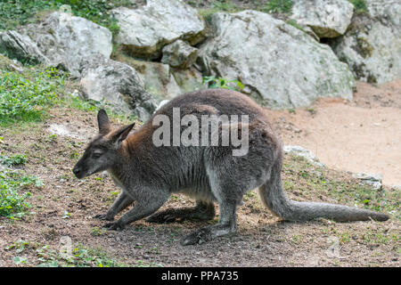 Red-necked Wallaby/Bennetts Wallaby (Macropus rufogriseus) in Australien und Tasmanien Stockfoto