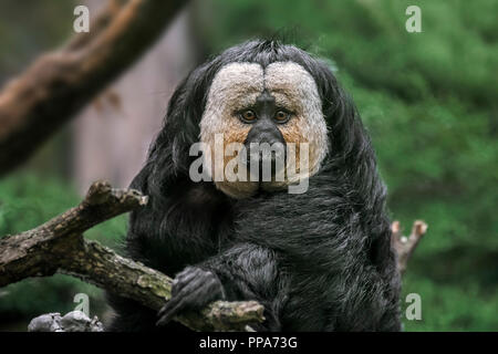 White-faced Saki/Guianan Saki/goldene-faced Saki (Pithecia pithecia) Männlich aus Südamerika Stockfoto