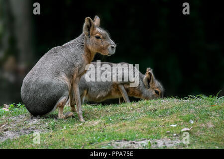 Zwei patagonische Maras/Patagonischen Cavia/Patagonische Hase/dillaby (Dolichotis patagonum) Weide Gras, beheimatet in Argentinien, Südamerika Stockfoto