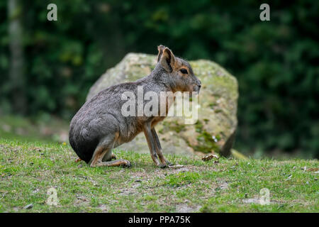 Mara Patagonischen/Patagonischen Cavia/Patagonische Hase/dillaby (Dolichotis patagonum) Native zu Argentinien, Südamerika Stockfoto