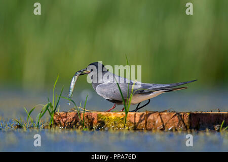 Schwarz tern (Chlidonias niger) in Zucht Gefieder mit Fisch auf schwimmenden künstlichen nesting Plattform im Teich Stockfoto