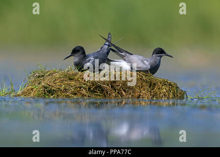 Schwarz tern (Chlidonias niger) Paar in der Zucht Gefieder am Nest in Teich Stockfoto