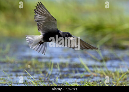 Schwarz tern (Chlidonias niger) fliegen in der Zucht Gefieder über Feuchtgebiet mit Beute im Schnabel Stockfoto