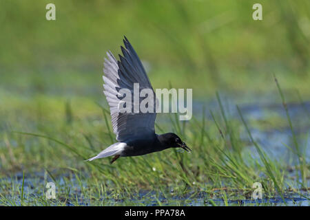 Schwarz tern (Chlidonias niger) fliegen in der Zucht Gefieder über Feuchtgebiet mit Beute im Schnabel Stockfoto