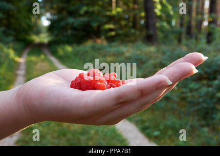 Junge Frau mit einem Haufen von roten Himbeeren mit einem grünen Wald und ein Waldweg im Hintergrund Stockfoto