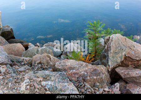 Felsigen Ufer des Flusses. Bäume wachsen auf Granit Steine Stockfoto