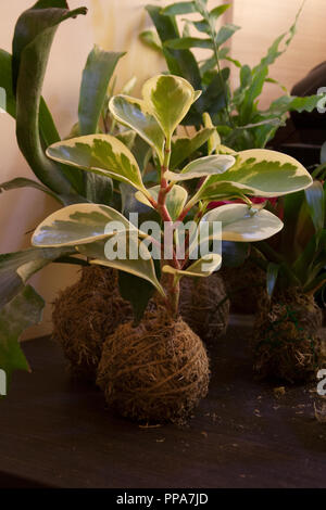 Kokedama mit Peperomia obtusifolia Pflanze auf dunklen Holztisch Stockfoto