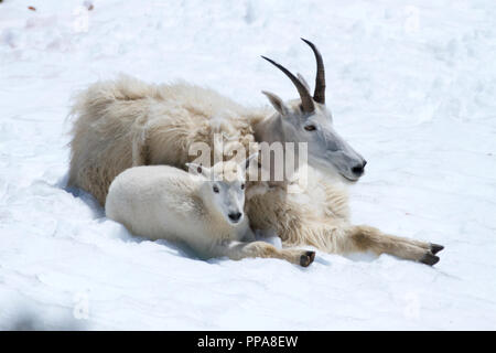Bergziege mit seiner jungen Kid, im Schnee Stockfoto