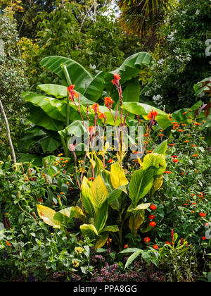 Breite Blätter Der winterharte Banane, Musa basjoo und gelb gestreifte Laub von Canna "Pretoria" ein dominieren exotische Grenze anpflanzen Stockfoto