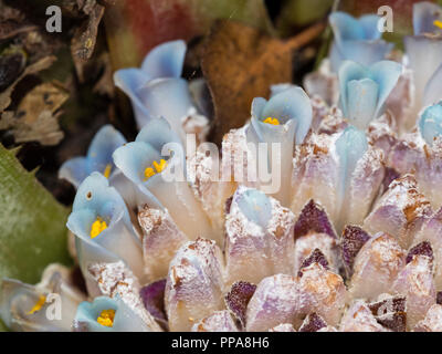 Makroaufnahme der kleinen blauen Blüten im Herzen des terrestrischen Bromelien, Fascicularia bicolor Stockfoto