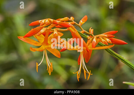 Falling Star Crocosmia Aurea Stockfoto