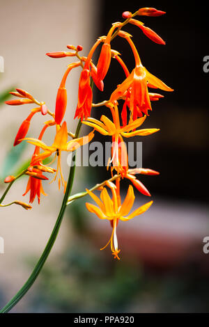 Falling Star Crocosmia Aurea Stockfoto