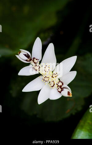 Kap Teich Unkraut (Aponogeton distachyos) Stockfoto