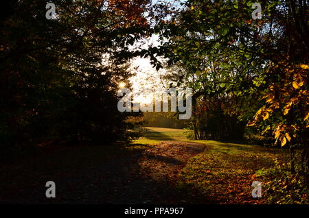 Wo das Licht durchscheint. Bellevue State Park, Delaware. Eine solche friedliche Ort für einen Spaziergang im Herbst. Stockfoto