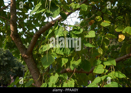 Catalpa bignonioides Baum mit Obst Stockfoto