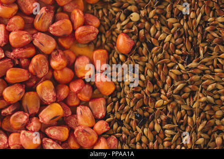 Mais und Sorghum Sudangras Saatgut von oben Stockfotografie - Alamy
